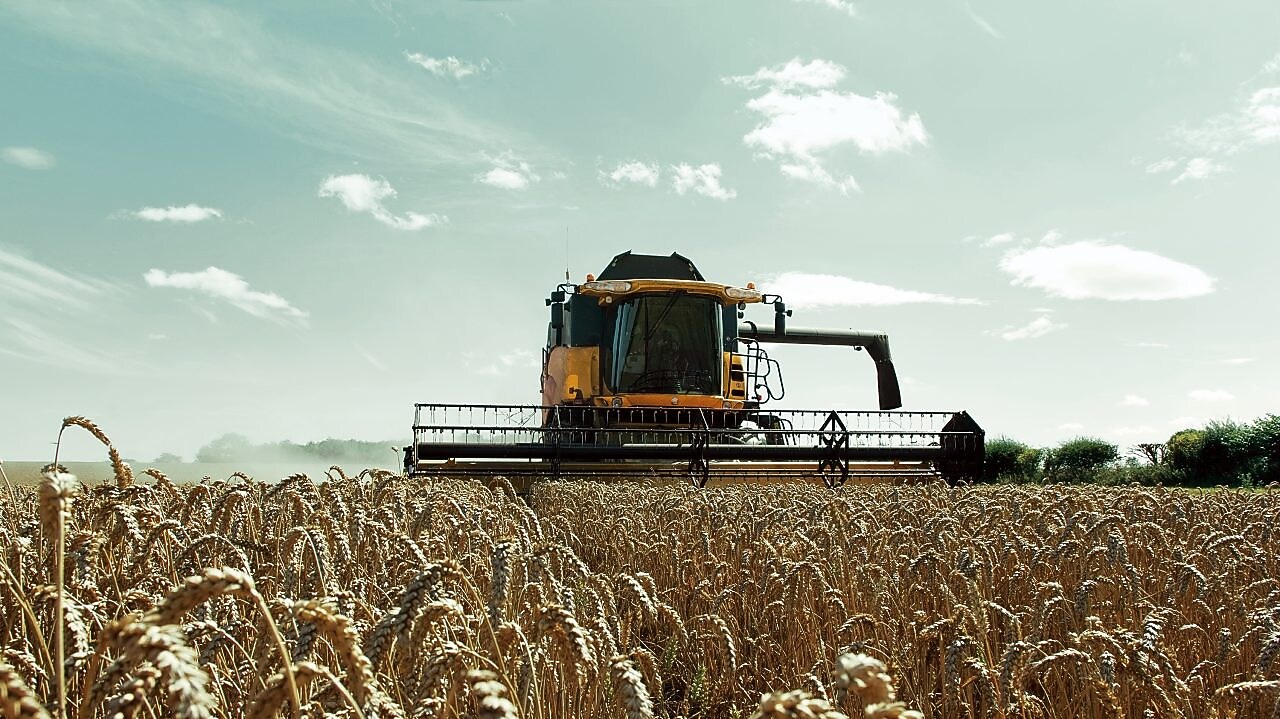 Buğday tarlasında sarı biçerdöver