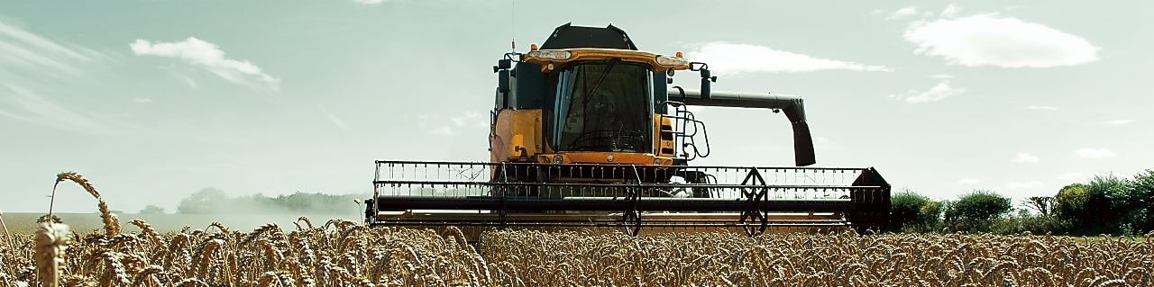 Buğday tarlasında sarı biçerdöver