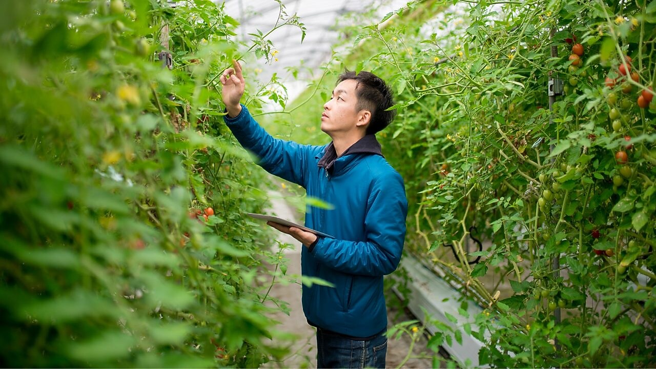 Seradaki bitkilerin incelenmesi