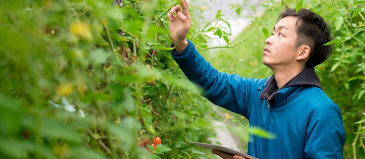 Sera üretiminin incelenmesi