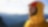 Shell Graduate Programme interactive guide