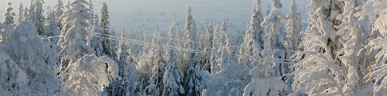 Kışın orman yolu manzarası