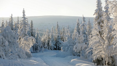 Kışın orman yolu manzarası