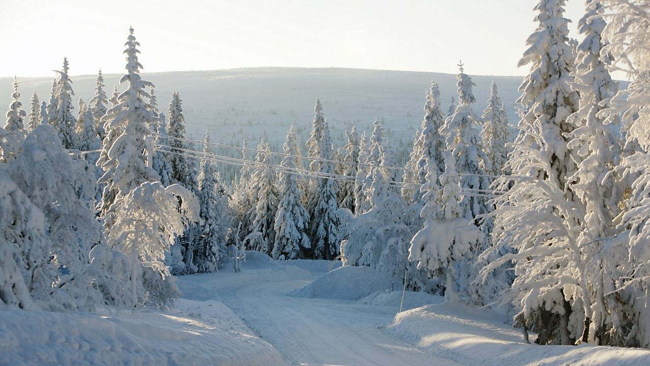 Kışın orman yolu manzarası